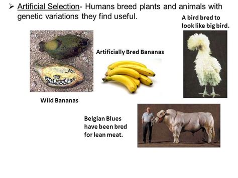 Evolution: Artificial Selection - online presentation