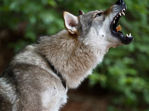 Selective focus photography of howling gray wolf, czechoslovakian HD wallpaper | Wallpaper Flare