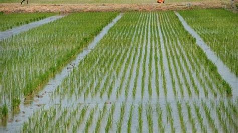 Types Of Irrigation | Methods Of Irrigation | What Is Irrigation