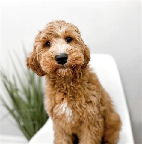 Mini Goldendoodle Full Grown: Adult Size & Age Fully Grown