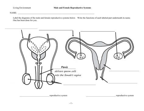 Male Female Reproductive worksheet