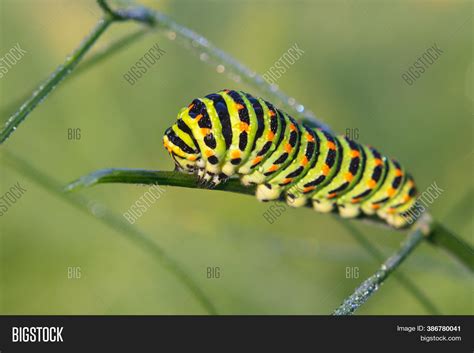 Caterpillar Papilio Image & Photo (Free Trial) | Bigstock