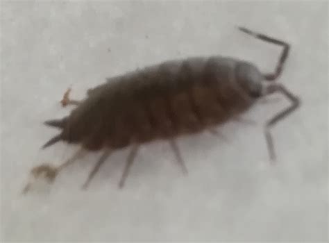 species identification - What arthropod is this? - Biology Stack Exchange