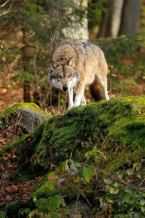 Canis Lupus stock image. Image of predator, habitat, canidae - 35306605