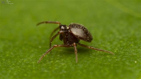 Ground Orb-web Spiders (Family Anapidae) · iNaturalist