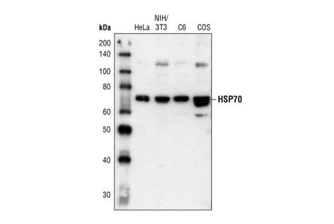 HSP70 Antibody | Cell Signaling Technology