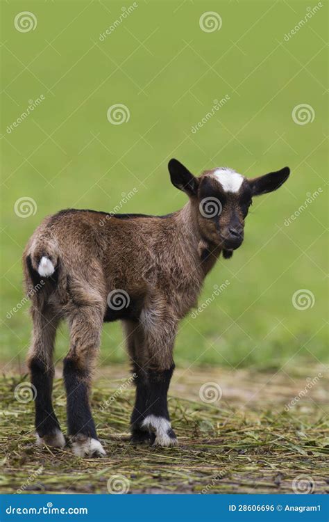 Brown Baby Goat Royalty Free Stock Image - Image: 28606696