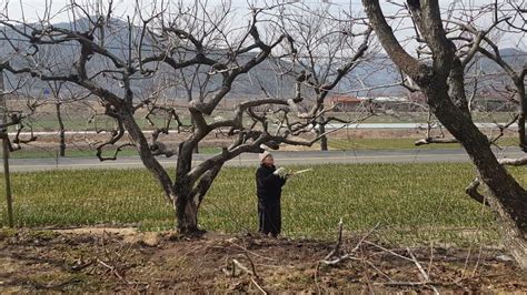 Persimmon Tree Pruning, Persimmon Farm - YouTube