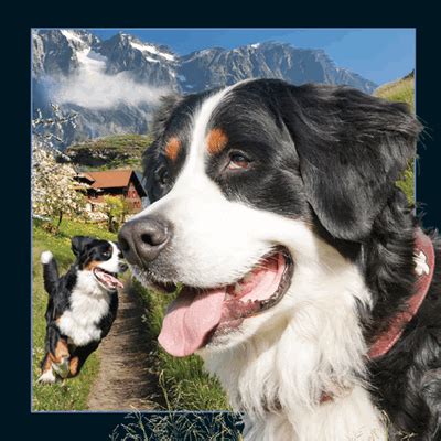 Alps 3D Card Bernese Mountain Dog | Swiss Design & Toys | Alpine-Beauty