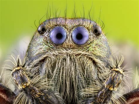 Extreme close up photo shows face of a spider as you've never seen it before | Yorkshire Post