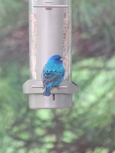 Stunning indigo bunting | Outdoor decor, Decor, Bunting