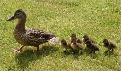 Mama and baby ducks | Duck, Baby ducks, Cute ducklings