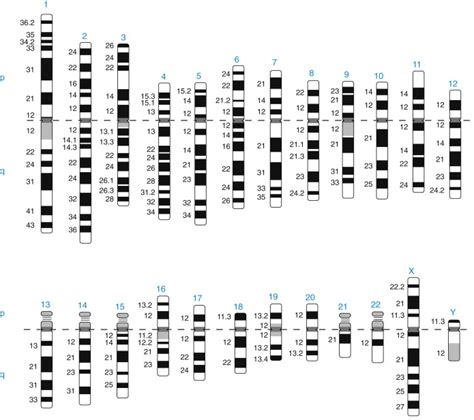 Banding Patterns in Human Chromosome - Biology Ease