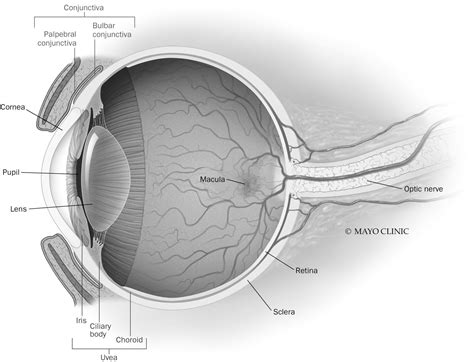 Bulbar Conjunctiva Diagram