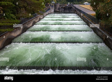 Fish ladders at Bonneville Dam along the Columbia River in Oregon Stock ...