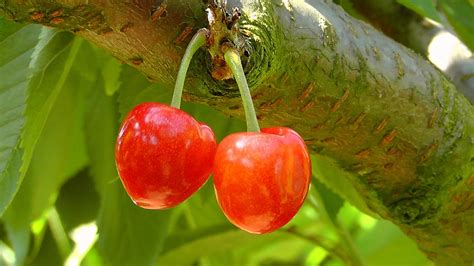 Sweet Cherry, Food, Cherry, Wood, Tree, Branch, Berry HD wallpaper | Pxfuel