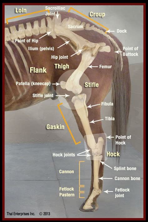 The Equine Hock: What Horse Owners Should Know - Thal Equine LLC ...