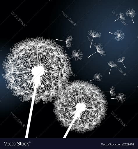 Black background with white dandelions Royalty Free Vector