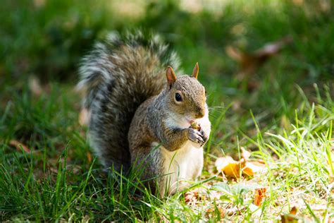 Squirrels in the Central Park