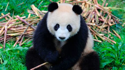 Live Stream: Two giant pandas arrive at the Berlin Zoo