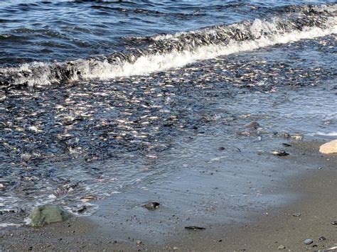 The Capelin Are Rolling! | Outside My Window