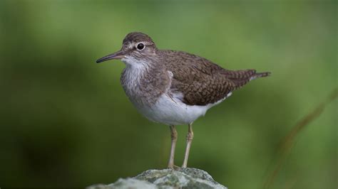 Common Sandpiper | Audubon Field Guide