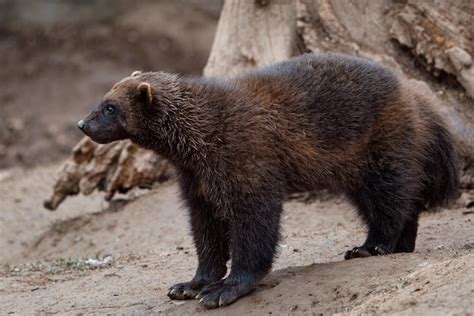 Premium Photo | Siberian wolverine gulo gulo in nature