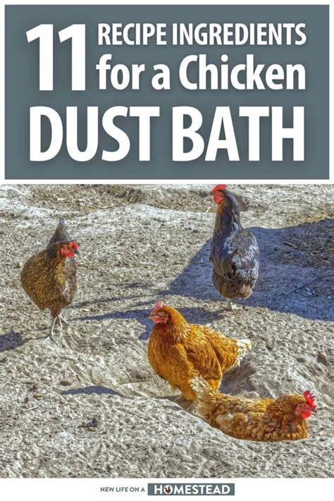 Chicken Dust Bath Recipes: 11 Must-Have Ingredients