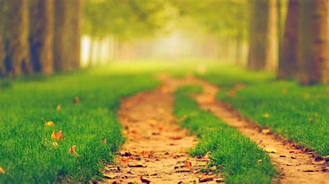 Path Between Green Grass In Blur Trees Background 4K HD Nature ...