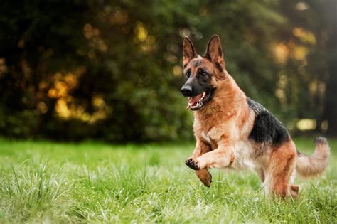 The World’s 10 Strongest Dog Breeds (Pound For Pound) - Dog Food Care