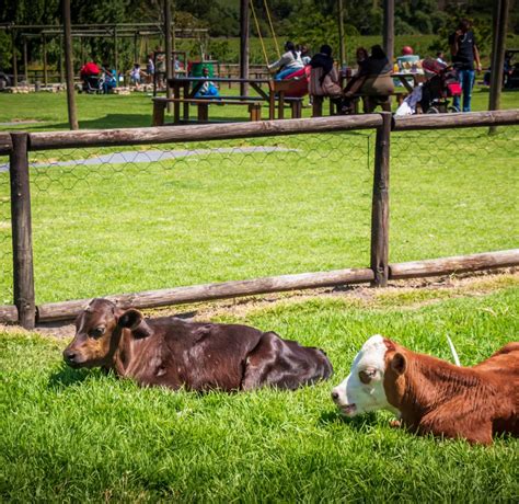 Vredenheim Animal Farm & Big Cats Park / Stellenbosch - Cape Town with Kids