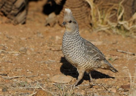 Quail of Southern Arizona - Southern Arizona Quail Forever