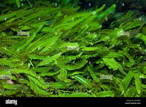 Killer Algae, Mediterranean Sea, France (Caulerpa taxifolia Stock Photo ...