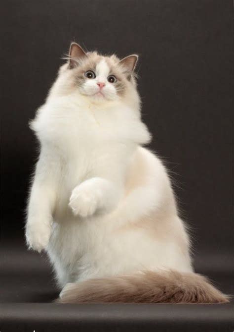 Blue Bicolor Ragdoll cute cat ~ The Animals Planet | Ragdoll cat, Cute animals, Cute cats