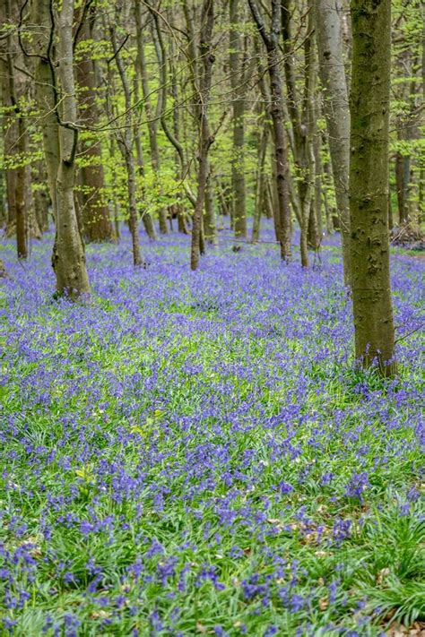 Chantry Wood Bluebells Forest Guildford Surrey England Stock Image - Image of england, amazing ...