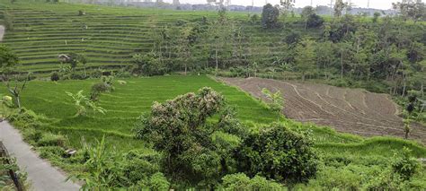 Green landscape terraces of rice fields in Indonesia 26714147 Stock Photo at Vecteezy