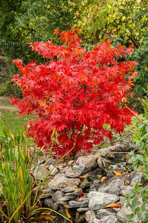 How to grow acers: follow our tips and add year-round interest to your ...