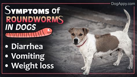 Dog Worms: Symptoms of Worms in Dogs - Pet Ponder