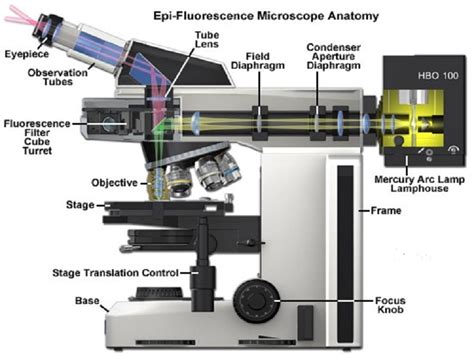 Parts Of Fluorescence Microscope