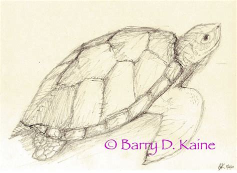 Sea Turtle pencil drawing 680 print by Artitorium on Etsy