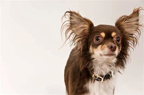 Meet The Lovable Pomchi Papillon Chihuahua Mix Today! - The Chihuahua Guide