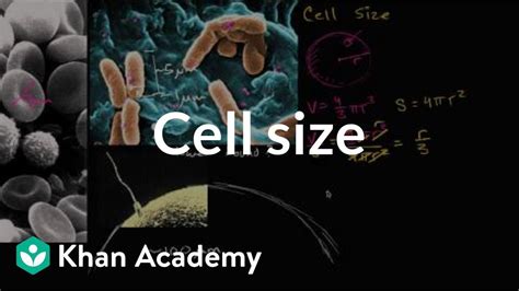 Cell size | Structure of a cell | Biology | Khan Academy - YouTube