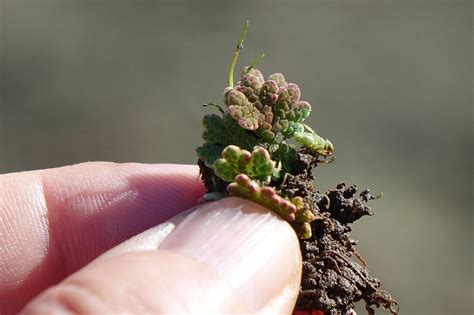 Azolla - Climate Foundation