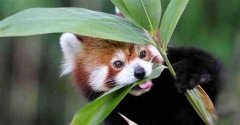 Red Panda Behavior - AnimalBehaviorCorner