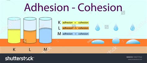 Adhesion Cohesion Physics Lesson: เวกเตอร์สต็อก (ปลอดค่าลิขสิทธิ์ ...