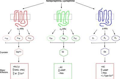 Frontiers | α1-Adrenergic Receptors in Neurotransmission, Synaptic Plasticity, and Cognition