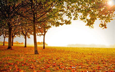 Download Autumn Season Field Wallpaper | Wallpapers.com