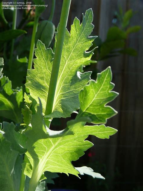 Poppy leaves, shape veins, texture | Papaver, Breadseed poppy ...