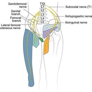 (PDF) Comprehensive Approach to the Evaluation of Groin Pain