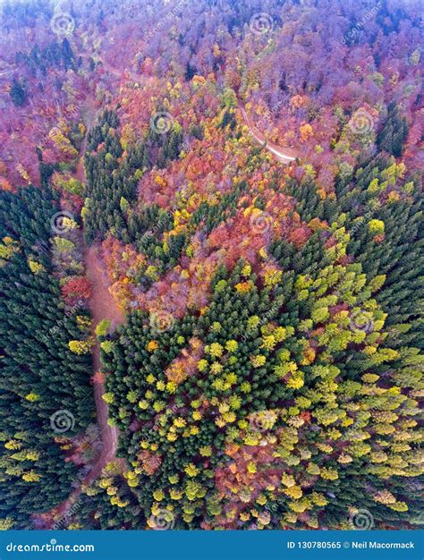 Spectacular Aerial Drone Views Over a Forest in the Foothills of the ...